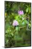 Redwood Trees and Rhododendrons-Terry Eggers-Mounted Photographic Print
