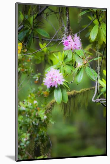 Redwood Trees and Rhododendrons-Terry Eggers-Mounted Photographic Print