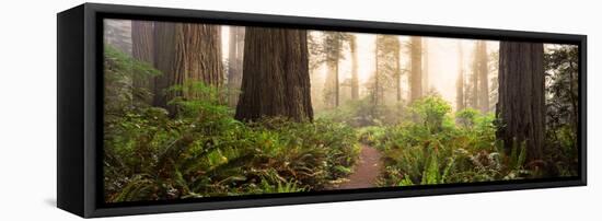 Redwood Trees in a Forest, Redwood National Park, California, USA-null-Framed Premier Image Canvas