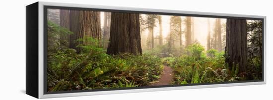 Redwood Trees in a Forest, Redwood National Park, California, USA-null-Framed Premier Image Canvas