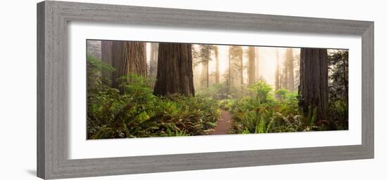 Redwood Trees in a Forest, Redwood National Park, California, USA-null-Framed Photographic Print
