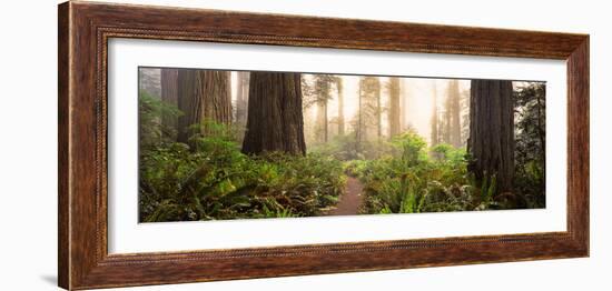 Redwood Trees in a Forest, Redwood National Park, California, USA-null-Framed Photographic Print