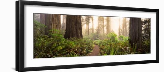 Redwood Trees in a Forest, Redwood National Park, California, USA-null-Framed Photographic Print