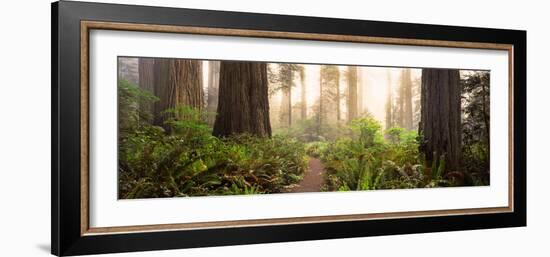 Redwood Trees in a Forest, Redwood National Park, California, USA-null-Framed Photographic Print