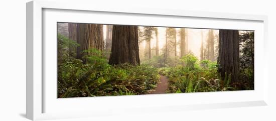 Redwood Trees in a Forest, Redwood National Park, California, USA--Framed Photographic Print