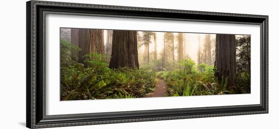 Redwood Trees in a Forest, Redwood National Park, California, USA-null-Framed Photographic Print