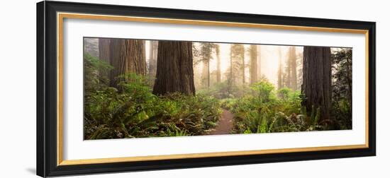 Redwood Trees in a Forest, Redwood National Park, California, USA-null-Framed Photographic Print