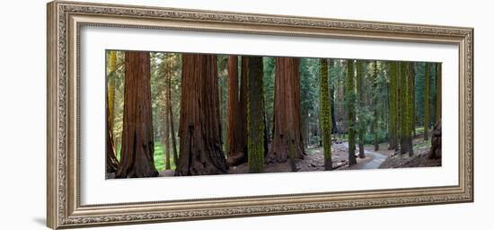 Redwood Trees in a Forest, Sequoia National Park, California, Usa-null-Framed Photographic Print