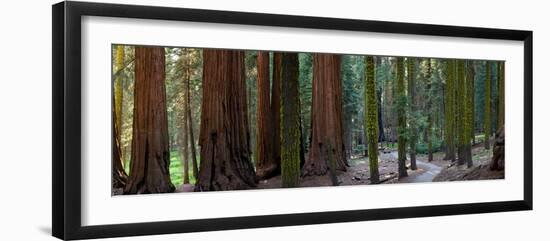 Redwood Trees in a Forest, Sequoia National Park, California, Usa-null-Framed Photographic Print