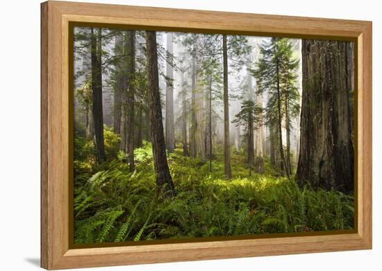 Redwood Trees in Morning Fog with Sunrays-Terry Eggers-Framed Premier Image Canvas