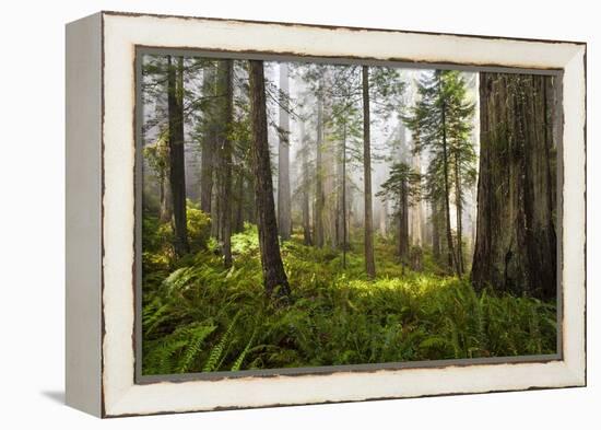 Redwood Trees in Morning Fog with Sunrays-Terry Eggers-Framed Premier Image Canvas