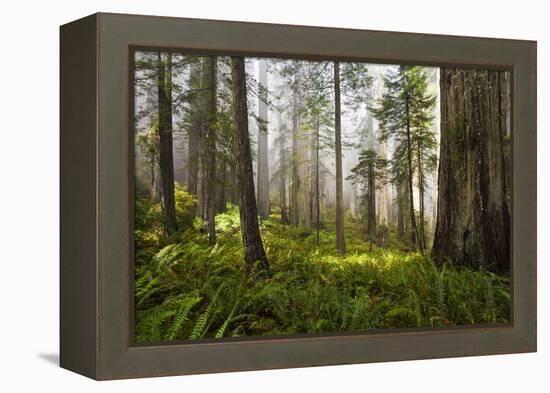 Redwood Trees in Morning Fog with Sunrays-Terry Eggers-Framed Premier Image Canvas