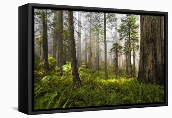 Redwood Trees in Morning Fog with Sunrays-Terry Eggers-Framed Premier Image Canvas