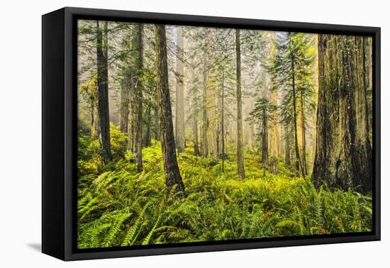 Redwood Trees in Morning Fog with Sunrays-Terry Eggers-Framed Premier Image Canvas