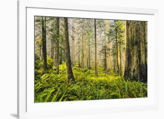 Redwood Trees in Morning Fog with Sunrays-Terry Eggers-Framed Photographic Print