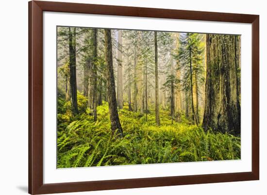 Redwood Trees in Morning Fog with Sunrays-Terry Eggers-Framed Photographic Print