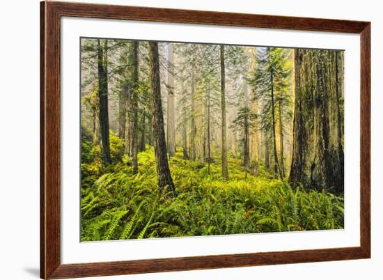 Redwood Trees in Morning Fog with Sunrays-Terry Eggers-Framed Photographic Print