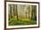 Redwood Trees in Morning Fog with Sunrays-Terry Eggers-Framed Photographic Print