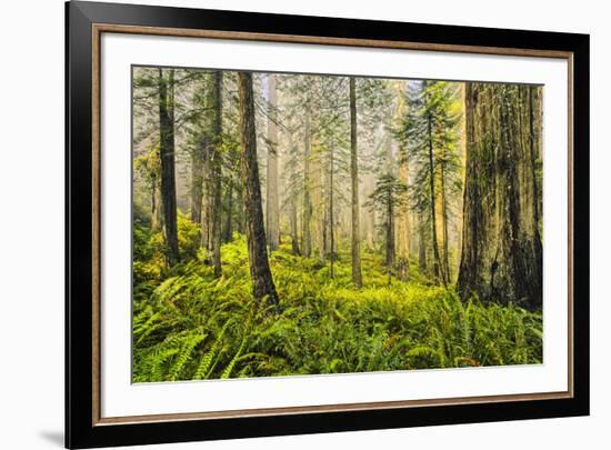 Redwood Trees in Morning Fog with Sunrays-Terry Eggers-Framed Photographic Print