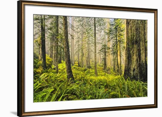 Redwood Trees in Morning Fog with Sunrays-Terry Eggers-Framed Photographic Print