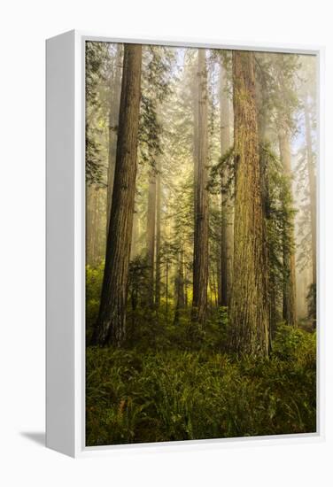 Redwood Trees in Morning Fog with Sunrays-Terry Eggers-Framed Premier Image Canvas