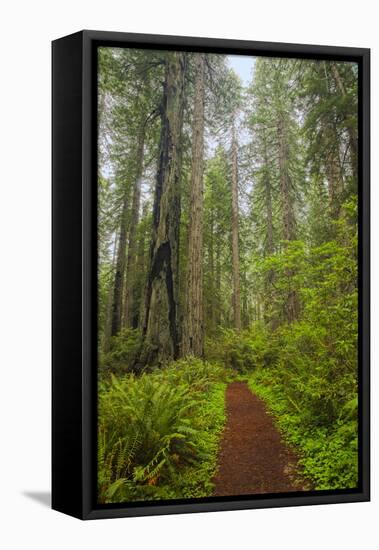 Redwood Trees in Morning Fog with Sunrays-Terry Eggers-Framed Premier Image Canvas