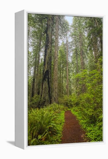 Redwood Trees in Morning Fog with Sunrays-Terry Eggers-Framed Premier Image Canvas