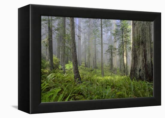 Redwood Trees in Morning Fog with Sunrays-Terry Eggers-Framed Premier Image Canvas