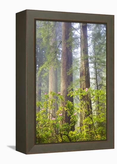 Redwood Trees in Morning Fog with Sunrays-Terry Eggers-Framed Premier Image Canvas