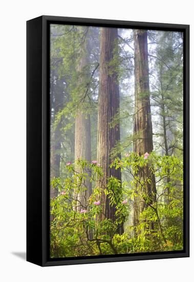 Redwood Trees in Morning Fog with Sunrays-Terry Eggers-Framed Premier Image Canvas