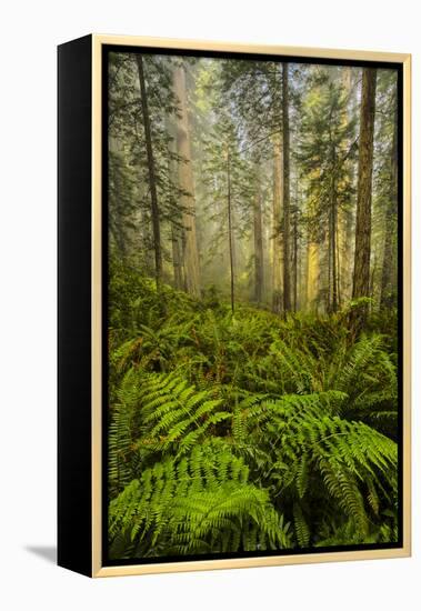 Redwood Trees in Morning Fog with Sunrays-Terry Eggers-Framed Premier Image Canvas