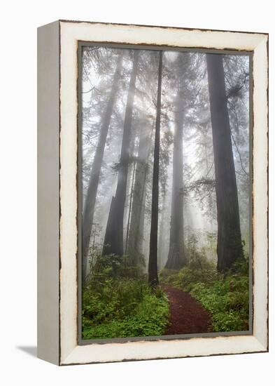 Redwood Trees in Morning Fog with Sunrays-Terry Eggers-Framed Premier Image Canvas