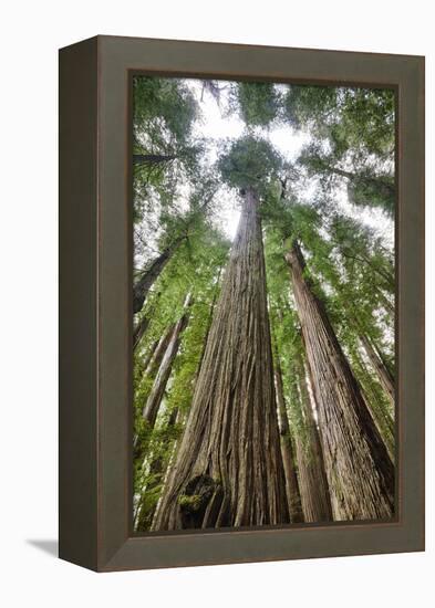 Redwood Trees in Morning Fog with Sunrays-Terry Eggers-Framed Premier Image Canvas