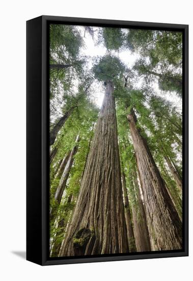 Redwood Trees in Morning Fog with Sunrays-Terry Eggers-Framed Premier Image Canvas