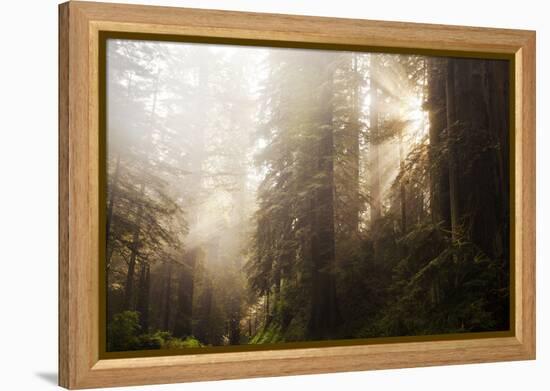 Redwood Trees in Morning Fog with Sunrays-Terry Eggers-Framed Premier Image Canvas