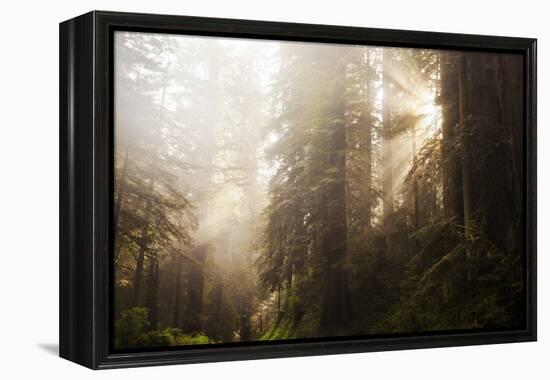 Redwood Trees in Morning Fog with Sunrays-Terry Eggers-Framed Premier Image Canvas