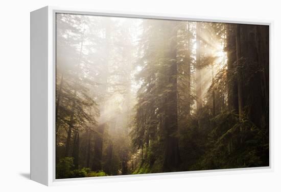 Redwood Trees in Morning Fog with Sunrays-Terry Eggers-Framed Premier Image Canvas