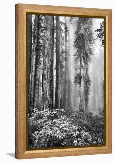 Redwood Trees in Morning Fog with Sunrays-Terry Eggers-Framed Premier Image Canvas