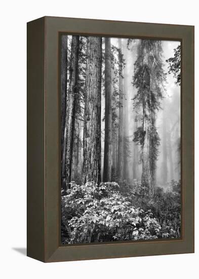 Redwood Trees in Morning Fog with Sunrays-Terry Eggers-Framed Premier Image Canvas