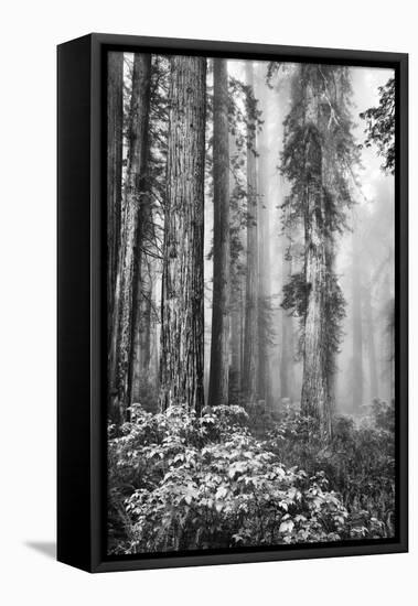 Redwood Trees in Morning Fog with Sunrays-Terry Eggers-Framed Premier Image Canvas