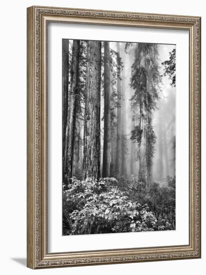 Redwood Trees in Morning Fog with Sunrays-Terry Eggers-Framed Photographic Print