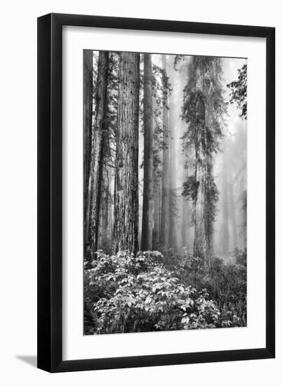 Redwood Trees in Morning Fog with Sunrays-Terry Eggers-Framed Photographic Print