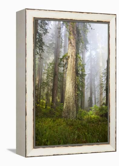 Redwood Trees in Morning Fog with Sunrays-Terry Eggers-Framed Premier Image Canvas