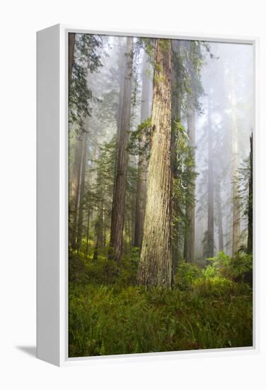 Redwood Trees in Morning Fog with Sunrays-Terry Eggers-Framed Premier Image Canvas