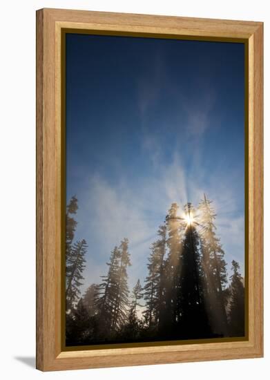 Redwood Trees in Morning Fog with Sunrays-Terry Eggers-Framed Premier Image Canvas