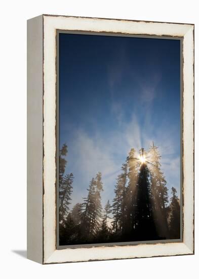 Redwood Trees in Morning Fog with Sunrays-Terry Eggers-Framed Premier Image Canvas