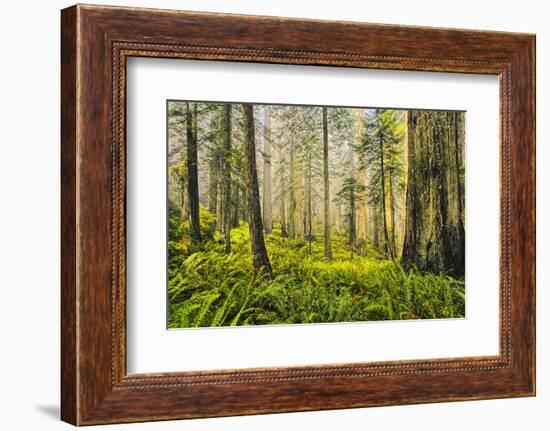 Redwood Trees in Morning Fog with Sunrays-Terry Eggers-Framed Photographic Print