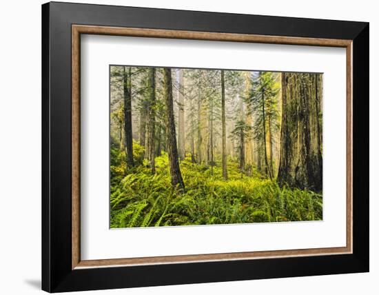 Redwood Trees in Morning Fog with Sunrays-Terry Eggers-Framed Photographic Print