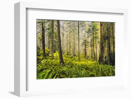 Redwood Trees in Morning Fog with Sunrays-Terry Eggers-Framed Photographic Print