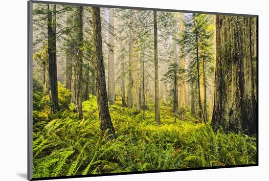 Redwood Trees in Morning Fog with Sunrays-Terry Eggers-Mounted Photographic Print